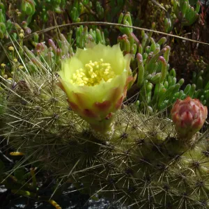 Bergerocactus emoryi, San Clemente Island, SBBG Research 2005