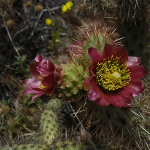 cactus flower, San Clemente Island, SBBG Research 2005