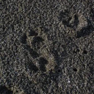 Channel Islands fox tracks, San Clemente Island, SBBG Research 2005