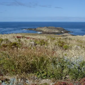 San Clemente Island, SBBG Research 2005