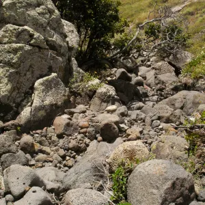 San Clemente Island, SBBG Research 2005