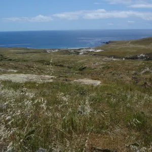 San Clemente Island, SBBG Research 2005