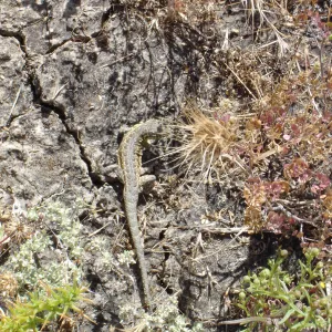 lizard, San Clemente Island, SBBG Research 2005