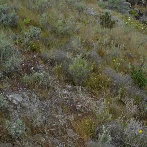 San Clemente Island, SBBG Research 2005