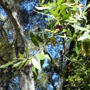 California bay tree in fruit, SBBG Fall Color Field Trip 2006