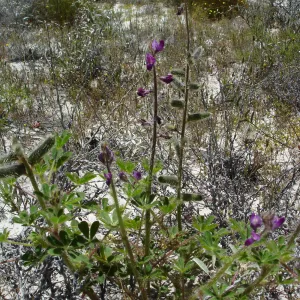 SBBG Staff field trip to Cebada Canyon (lupine)