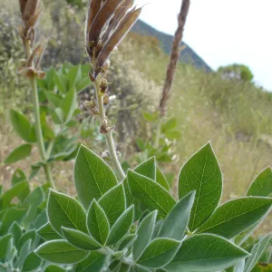 Thermopsis macrophylla, West Camino Cielo, SBBG Research 2005