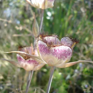 Calochortus in bloom, West Camino Cielo, SBBG Research 2005