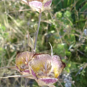Calochortus in bloom, West Camino Cielo, SBBG Research 2005