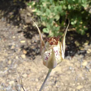 Calochortus in bloom, West Camino Cielo, SBBG Research 2005