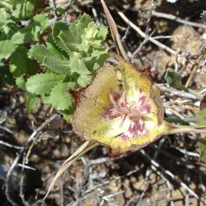 Calochortus in bloom, West Camino Cielo, SBBG Research 2005