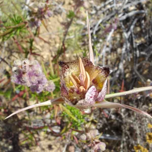 Calochortus in bloom, West Camino Cielo, SBBG Research 2005