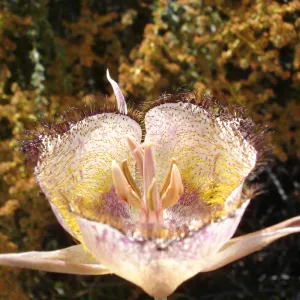 Calochortus in bloom, West Camino Cielo, SBBG Research 2005