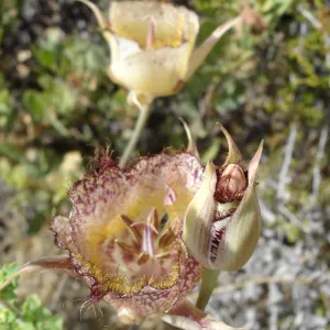 Calochortus in bloom, West Camino Cielo, SBBG Research 2005