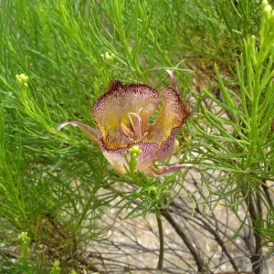 Calochortus in bloom, West Camino Cielo, SBBG Research 2005