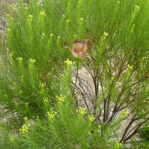 Calochortus in bloom, West Camino Cielo, SBBG Research 2005