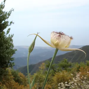 Calochortus, West Camino Cielo, SBBG Research 2005