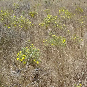 Gaviota Tarplant, Gaviota coast, SBBG Research 2005