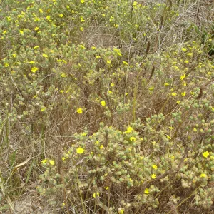Gaviota Tarplant, Gaviota coast, SBBG Research 2005