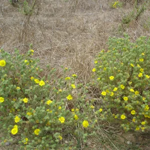 Gaviota Tarplant, Gaviota coast, SBBG Research 2005