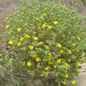 Gaviota Tarplant, Gaviota coast, SBBG Research 2005