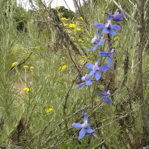 Delphinium in coastal sage scrub chapparal, La Purisima, SBBG Research 2006