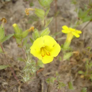 Mimulus fremontii var. vandenbergensis, La Purisima, SBBG Research 2006