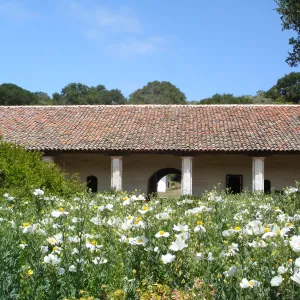 Matilija poppies, La Purisima Mission, SBBG Research 2006