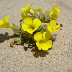 Mimulus fremontii var. vandenbergensis, La Purisima, SBBG Research 2006