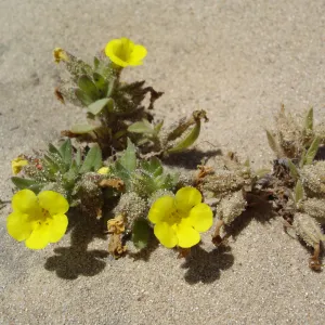 Mimulus fremontii var. vandenbergensis, La Purisima, SBBG Research 2006