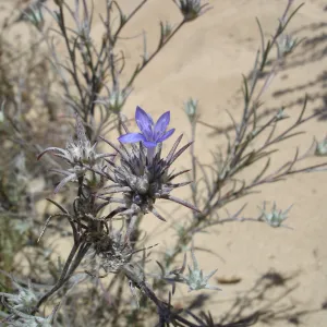 Eriastrum densifolium, La Purisima, SBBG Research 2006