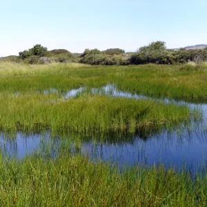 pond, Burton Mesa, SBBG Research 2005