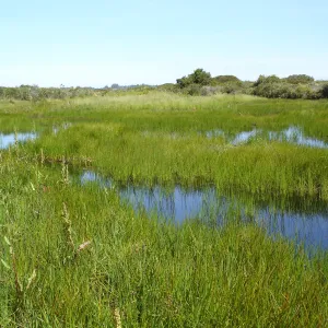 pond, Burton Mesa, SBBG Research 2005