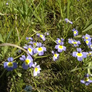 Downingia cuspidata, Burton Mesa, SBBG Research 2005