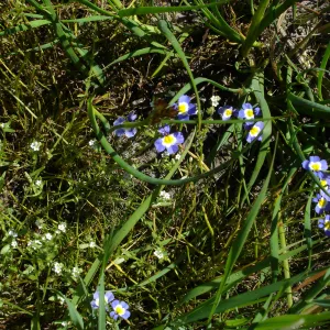 Downingia cuspidata, Burton Mesa, SBBG Research 2005
