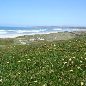 Surf beach at Vandenberg, SBBG Research 2005