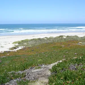 Surf beach at Vandenberg, SBBG Research 2005