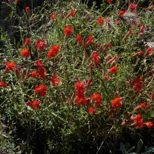 wildflowers, Gaviota burn site, SBBG staff field trip 2005