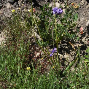 wildflowers, Gaviota burn site, SBBG staff field trip 2005
