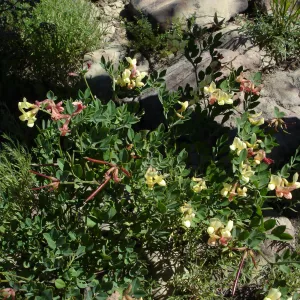 wildflowers, Gaviota burn site, SBBG staff field trip 2005