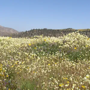Central California Spring Wildflowers 2010, SBBG staff, Ozena Station