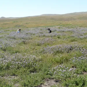 Central California Spring Wildflowers 2010, SBBG staff, Soda Lake Road, Carrizo