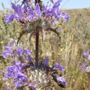 Central California Spring Wildflowers 2010, SBBG staff, Road to Padrone Canyon, Carrizo Sage