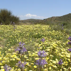 Central California Spring Wildflowers 2010, SBBG staff, Road to Padrone Canyon, Carrizo