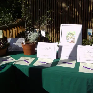 Fall Plant Sale, 2005, silent auction