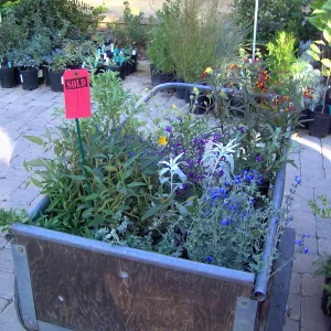 Fall Plant Sale, 2005, cart with plants, red 'sold' tag