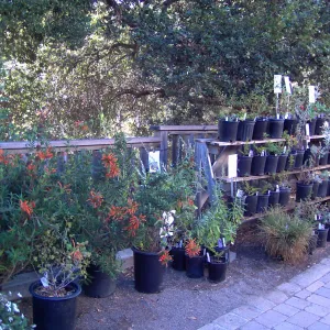 plants for sale, Fall Plant Sale, 2005