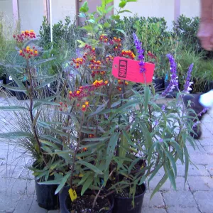 Fall Plant Sale, 2005, red 'sold' tag