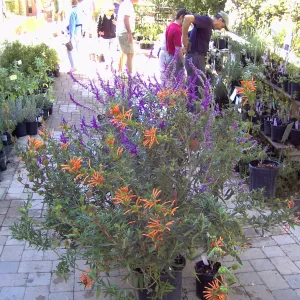 Fall Plant Sale, 2005