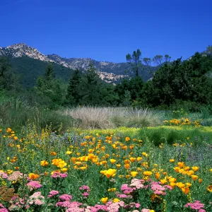 SBBG Meadow with wildflowers (yarrow, California poppy) and deep blue sky, ï¿½ Dan Lindsay